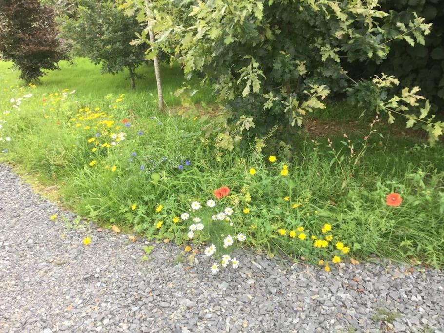 An Bothan-Cosy Cottage In The Cooley Mountains Dundalk Bagian luar foto
