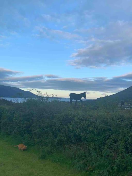 An Bothan-Cosy Cottage In The Cooley Mountains Dundalk Bagian luar foto