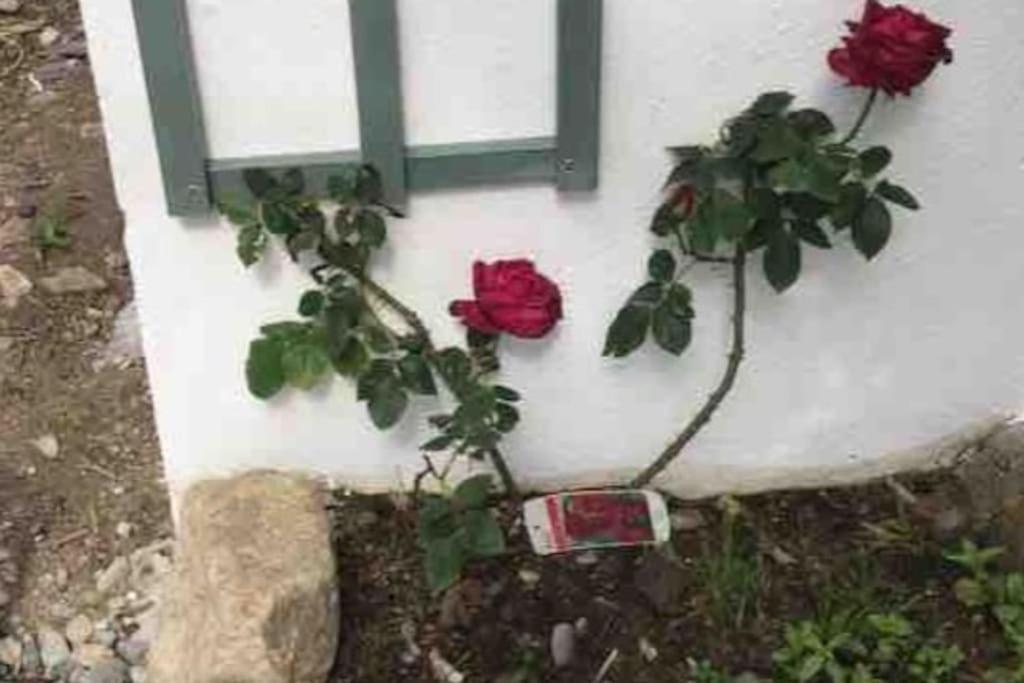 An Bothan-Cosy Cottage In The Cooley Mountains Dundalk Bagian luar foto